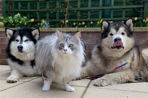 shane matthews life with malamutes.